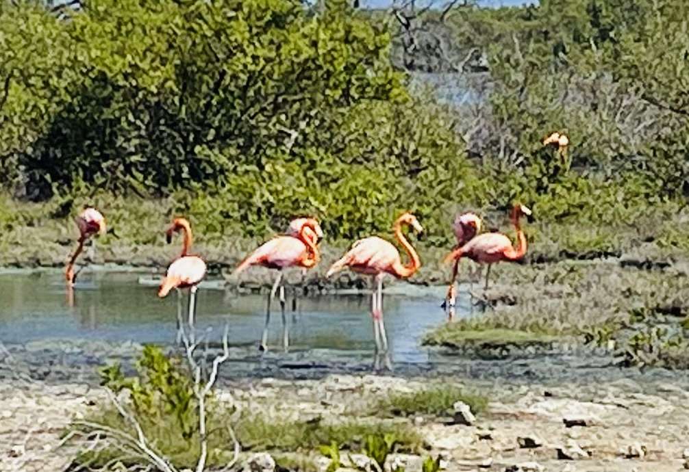 Seven flamingos enjoying their dinner in shallow water next to lush bushes in Bonaire