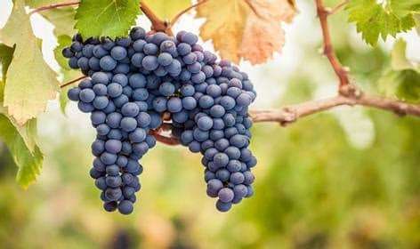Wine Regions Map: Grapes on a Vine