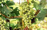 wine regions of France: Chenin blanc