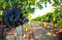 Wine Regions USA: Napa Valley