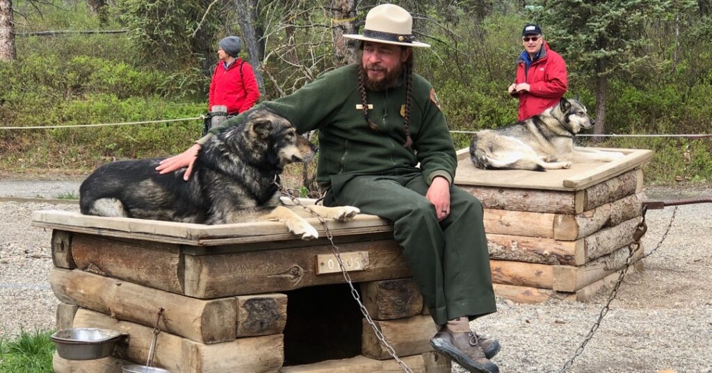 Park ranger with Huskies