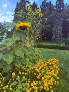 Sunflowers and daisies in a lush green garden.