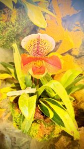 Colorful orchid flower in vibrant garden setting.