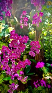 Vibrant pink orchids in lush garden setting.