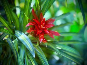 Red flower with green leaves in sunlight.