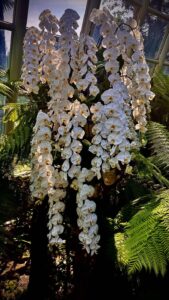 White orchids cascading in greenhouse setting.