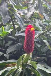 Red tropical flower with green leaves in background.