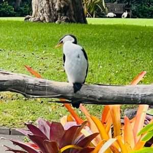 Bird perched on branch in lush garden setting.