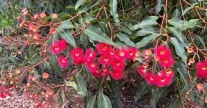 Branch with vibrant pink flowers and green leaves.