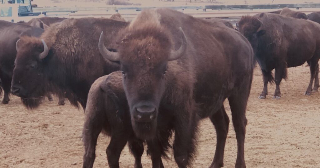 Many bison