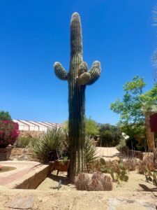Tall cactus in desert garden under clear blue sky.