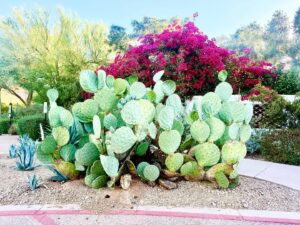 Lush garden with cacti and vibrant pink flowers.