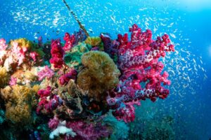 Colorful coral reef with fish swimming