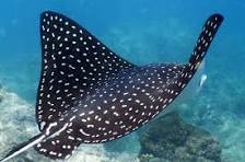 Spotted eagle ray swimming underwater