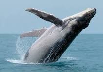 Humpback whale breaching ocean surface