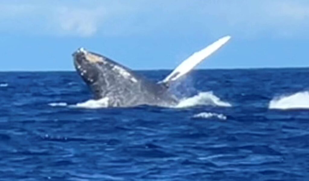 Fun things for couples to do in Hawaii. Whale Watching