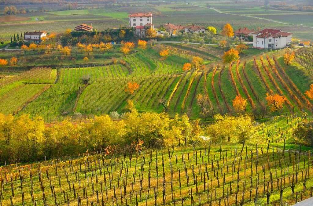 The Best Guide to the Top Wine Regions of the World