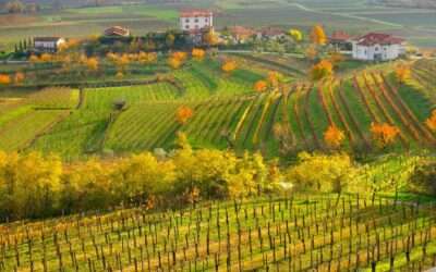 The Best Guide to the Top Wine Regions of the World