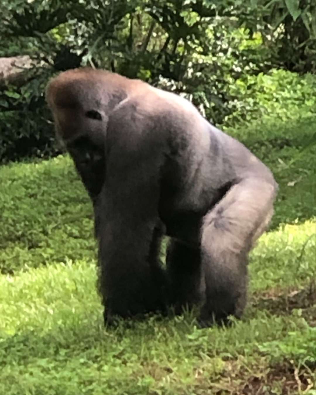 Ape