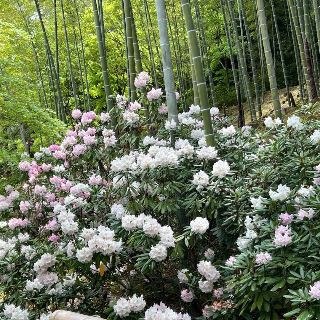 World Botanical Gardens - bamboo forest
