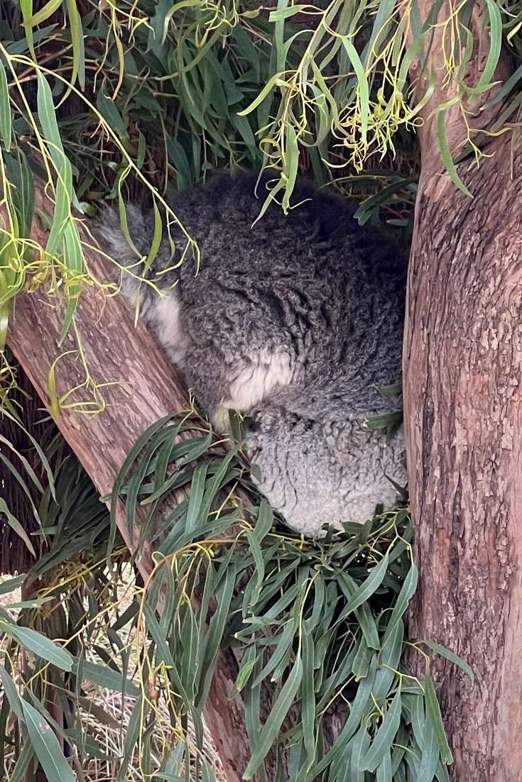 Cos’s Travel Guide