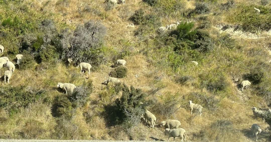 New Zealand Travel Package - Tranz Alpine