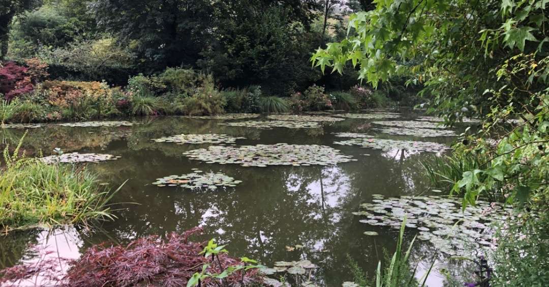 Pond with waterlilies