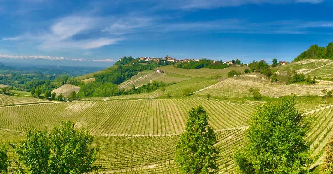 Planning a trip to Italy - Grape Vineyard