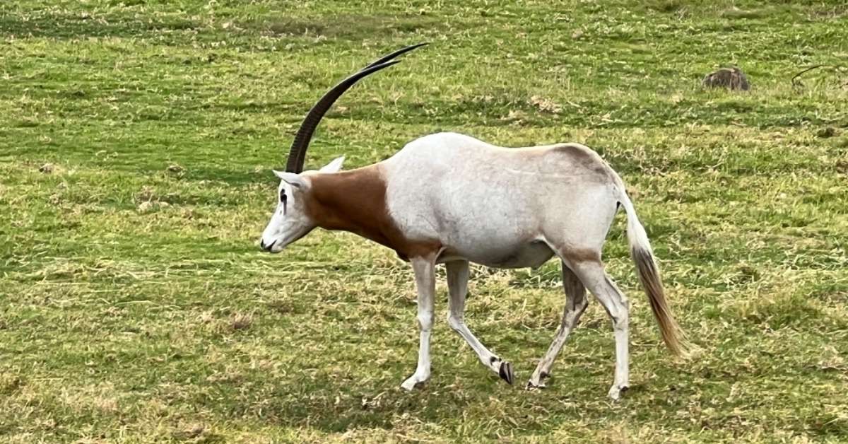 Cos’s Travel Guide