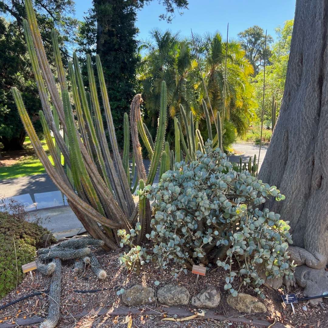 World Botanical Gardens -flower
