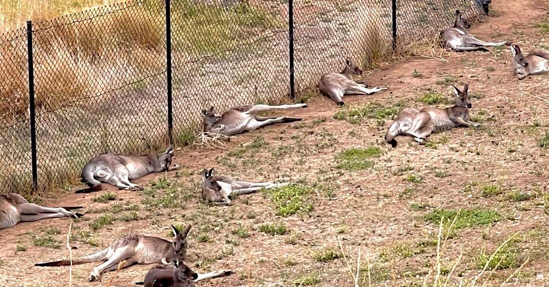 Cos’s Travel Guide