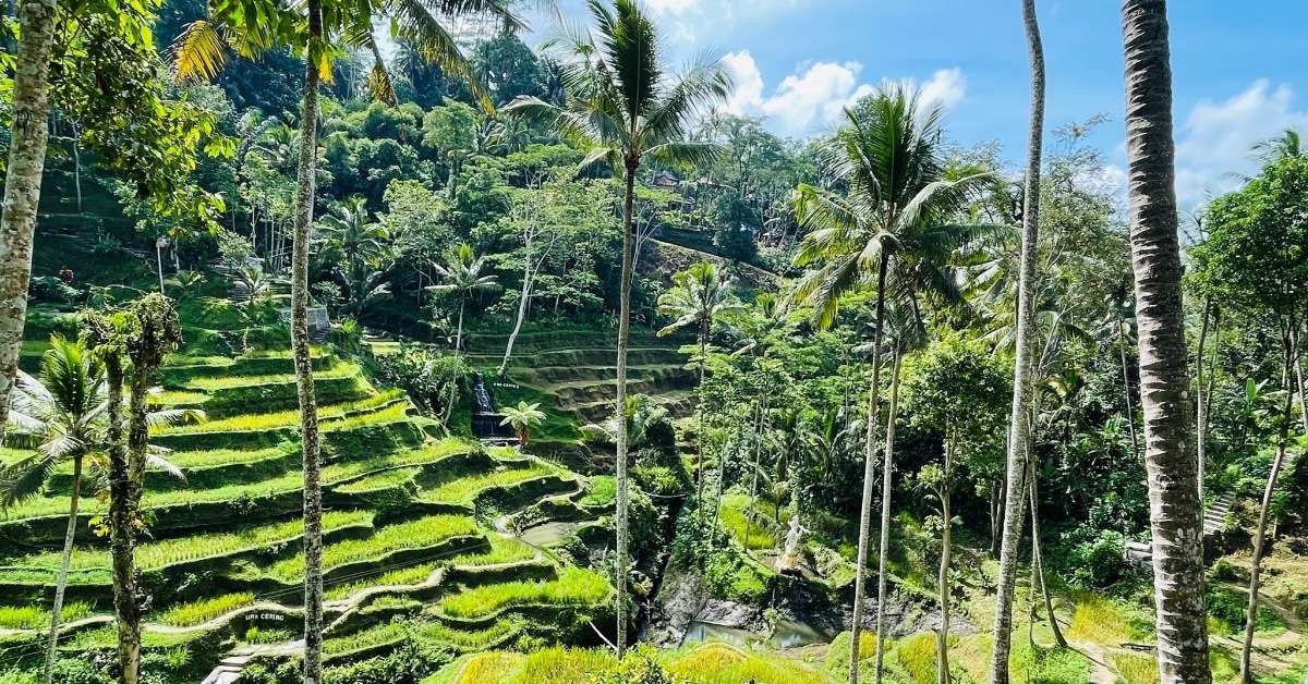 Bali 7 Day Itinerary: Rice Terraces