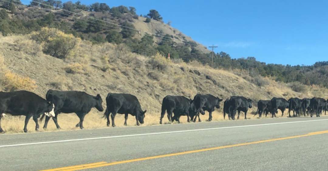 Cos’s Travel Guide