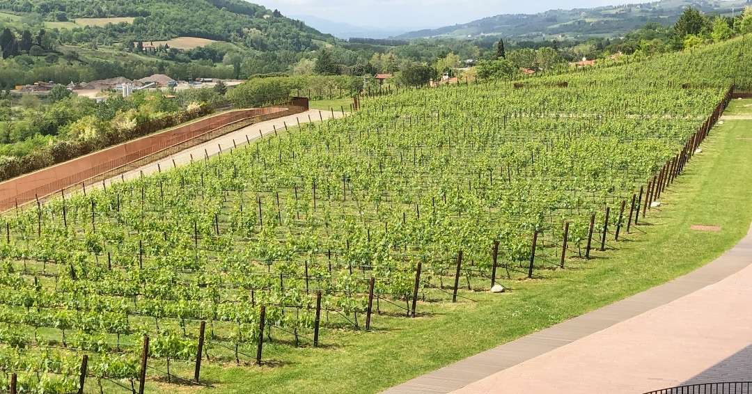 Planning a trip to Italy -Chianti Vineyard