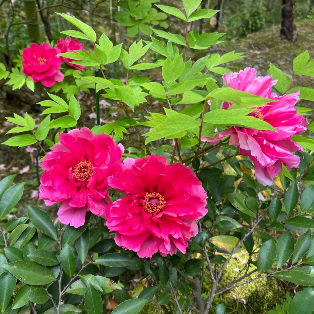 World Botanical Gardens - plants