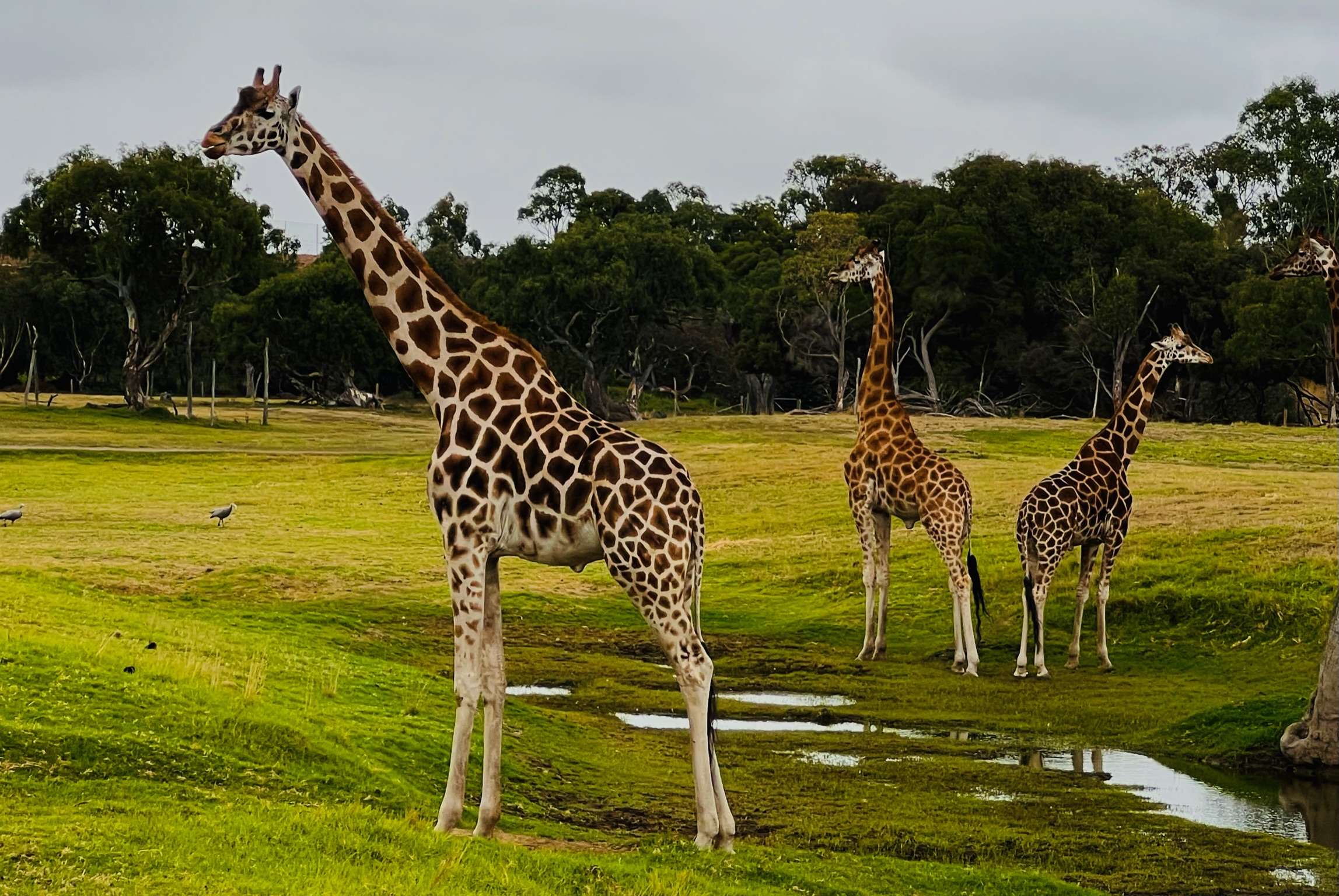 Cos’s Travel Guide