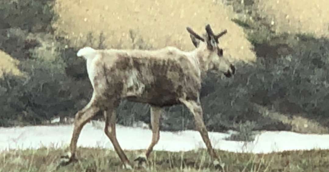 Running raindeer