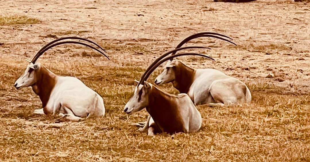 Cos’s Travel Guide