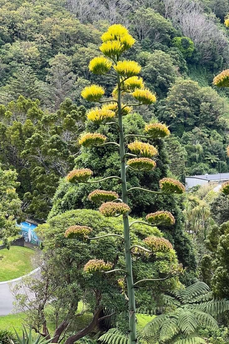 World Botanical Gardens -plant
