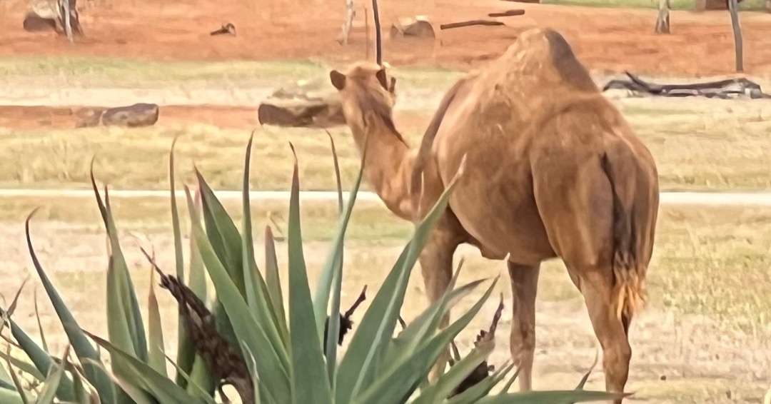 Cos’s Travel Guide