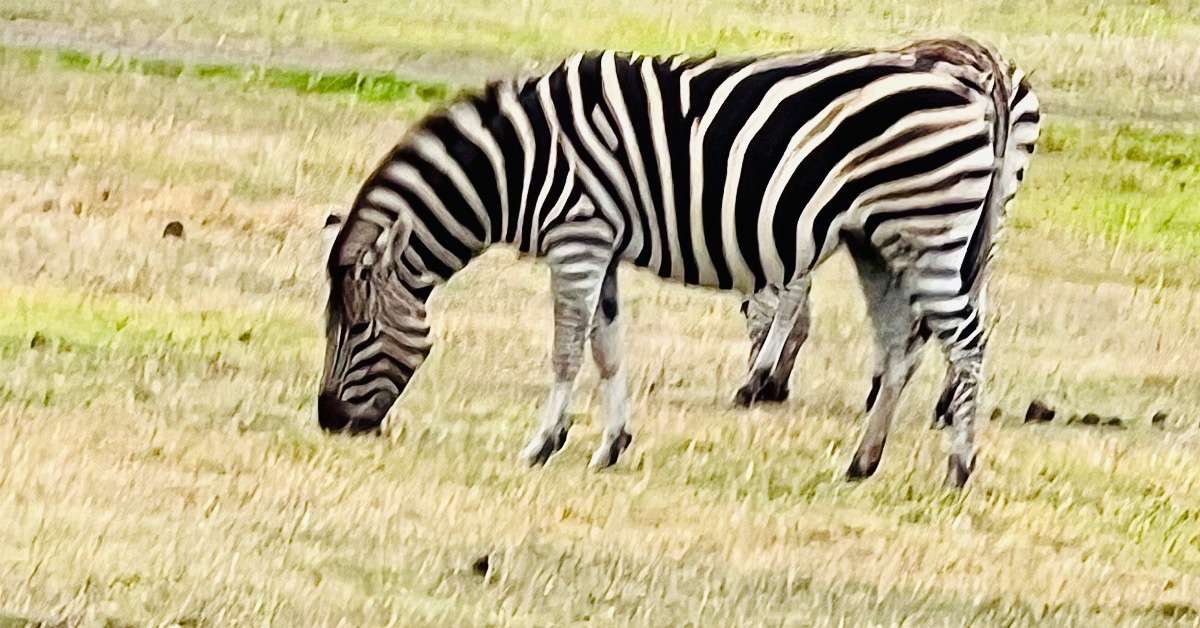 Cos’s Travel Guide