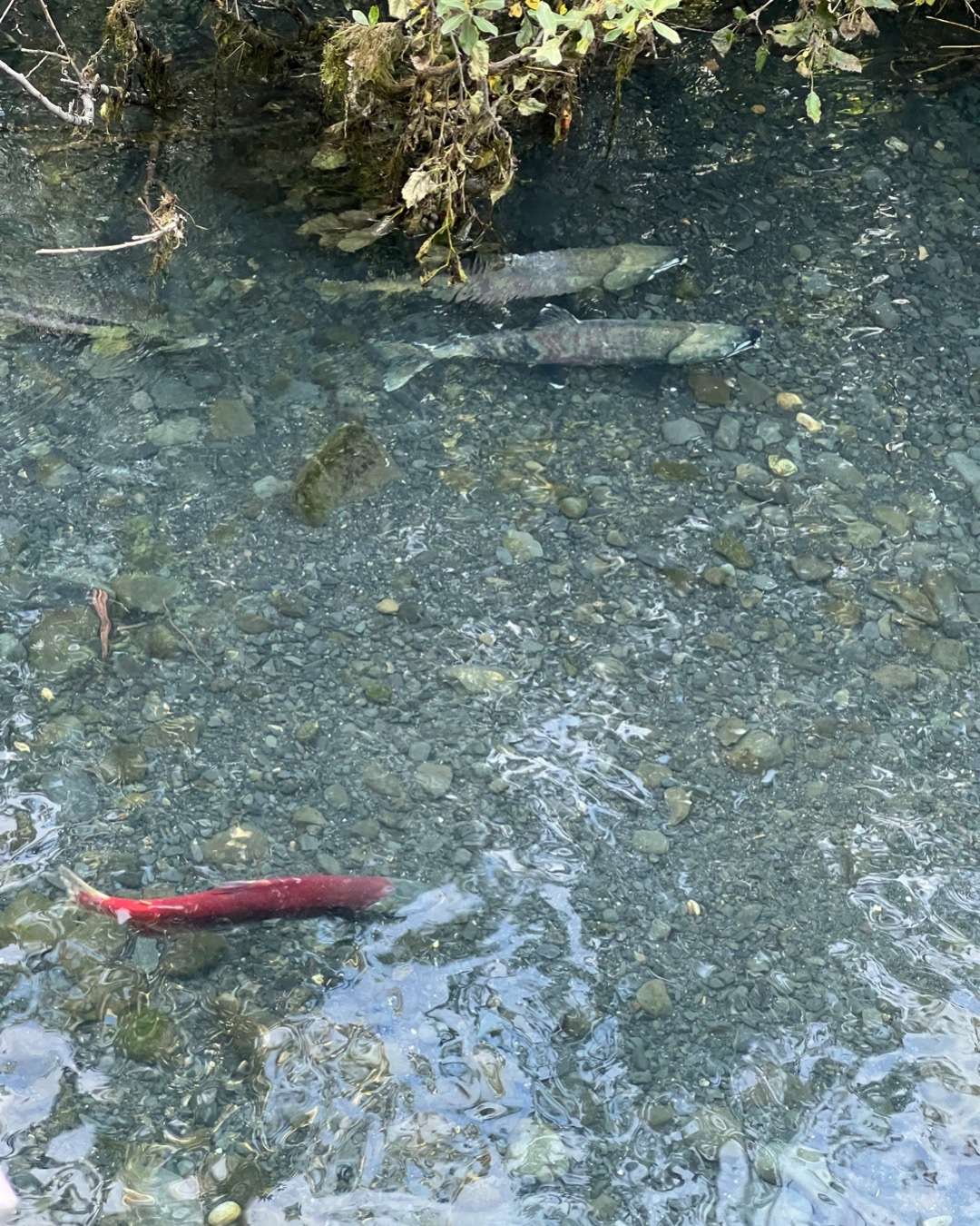 When is the Best time to Visit Alaska - Salmon swimming home