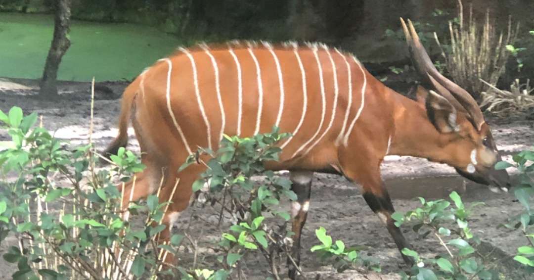 Striped antelope