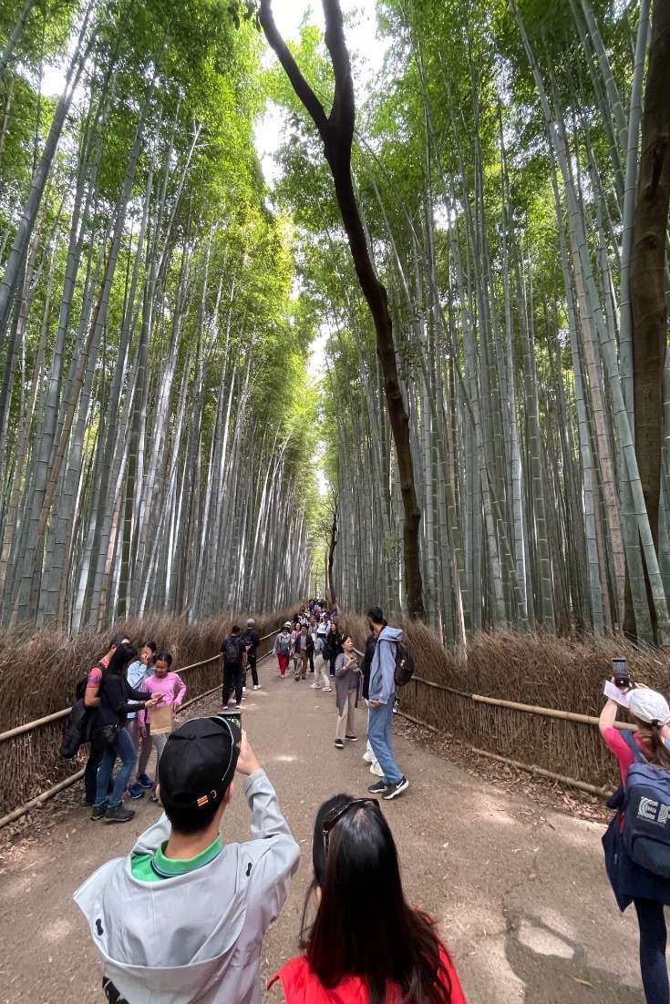 Traveling to Japan for the First Time - Kyoto Bamboo Forest