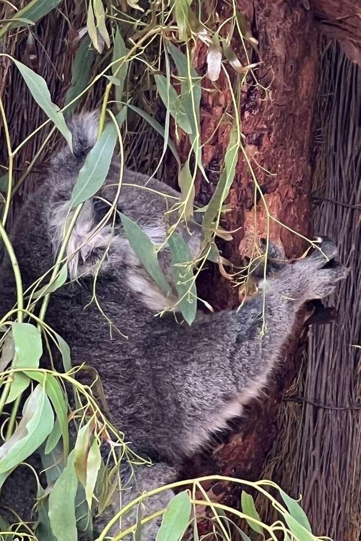 Cos’s Travel Guide