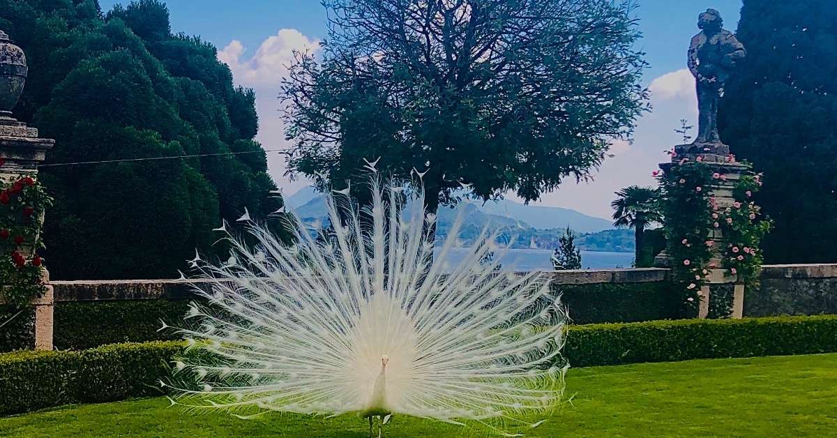 Peacock when planning a trip to Stresa Italy