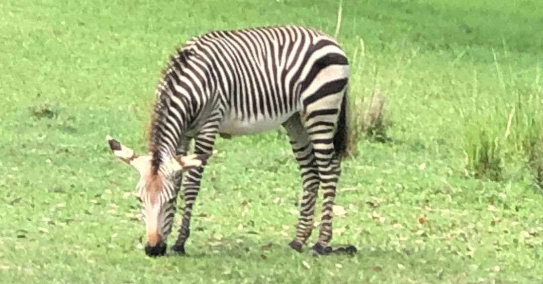 Zebra