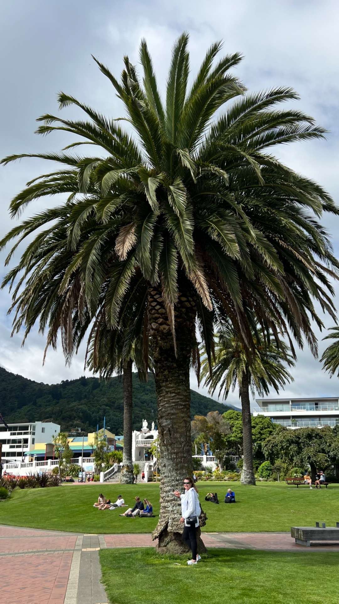 New Zealand Travel Package - Palm tree Picton