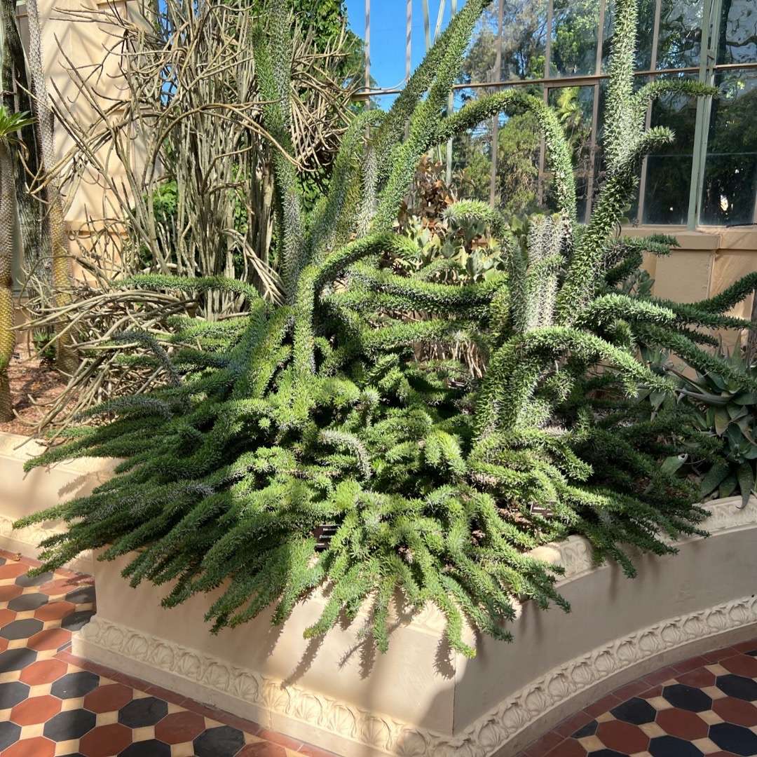 World Botanical Gardens -flower