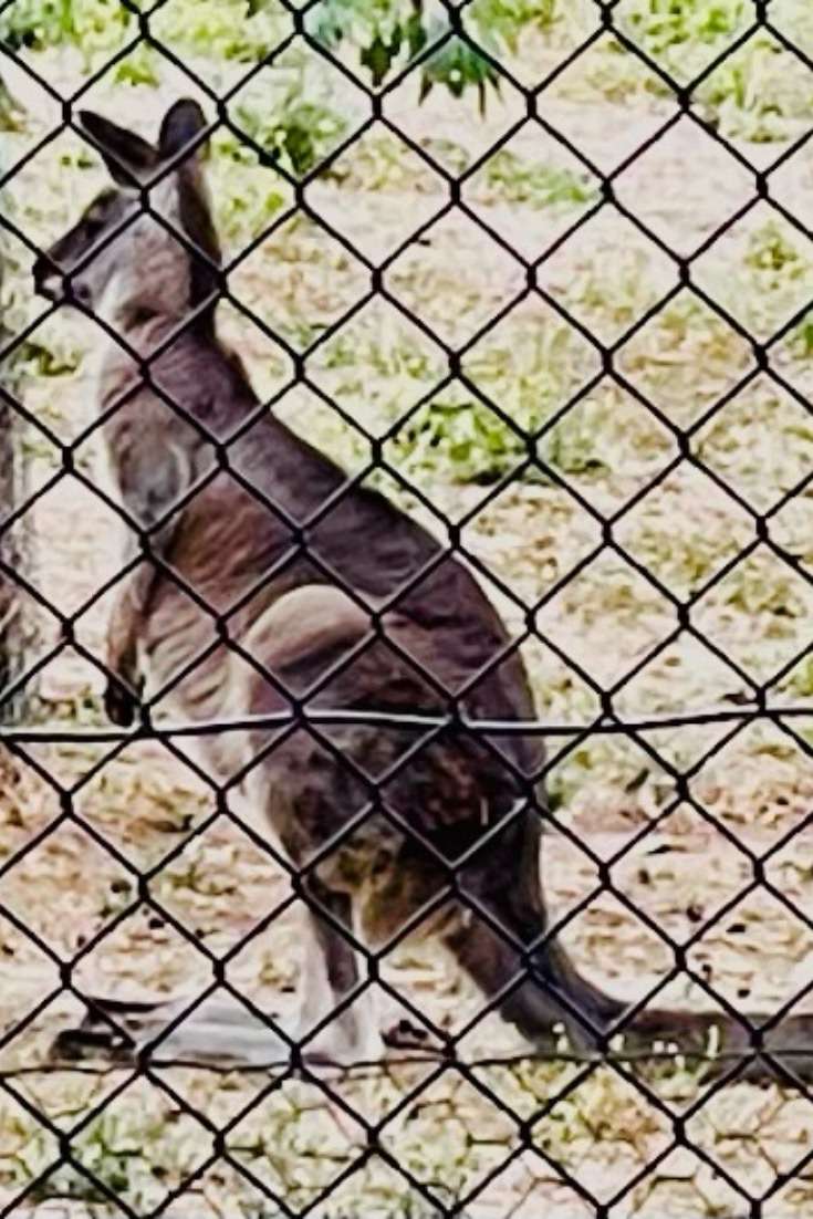 Cos’s Travel Guide